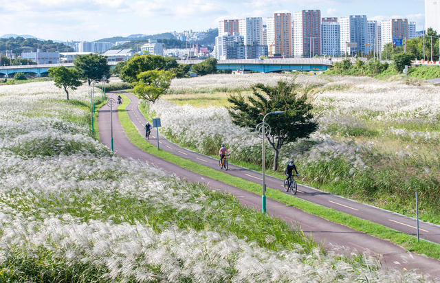 울산 태화강 하구에 활짝 핀 억새. 울산시청 제공