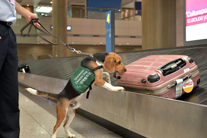 인천공항 출국장서 14억 원 현금 뭉치 든 캐리어 발견…행선지는 홍콩