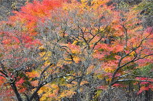 그리움은 내 삶의 뿌리… 가을엔 희망처럼 나를 들뜨게 해[사랑합니다]