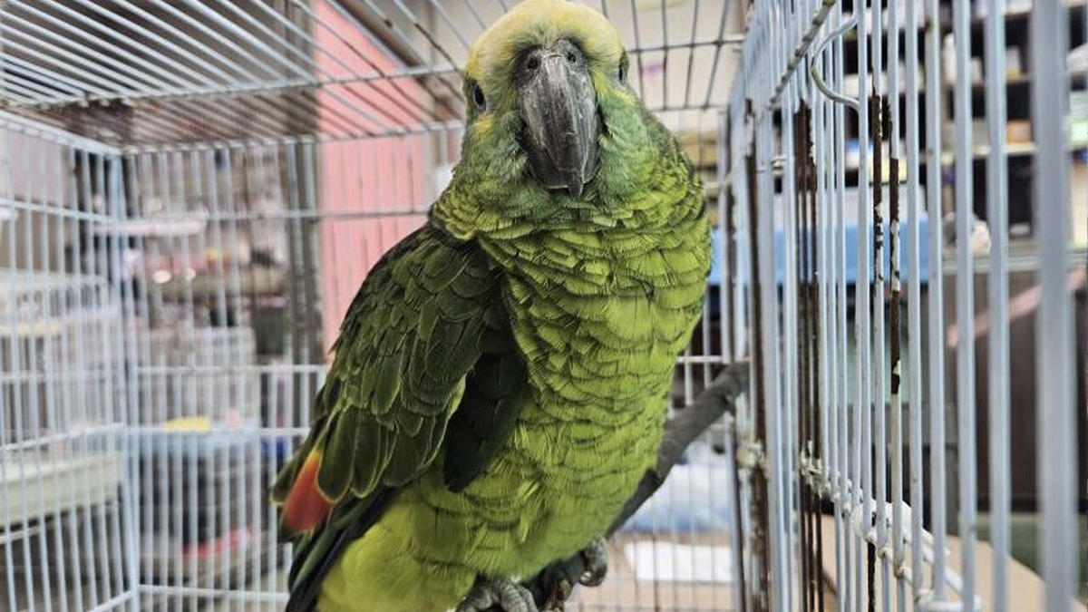 “영등포 카페서 앵무새가 커피 훔쳐마셔요” 황당한 신고에 경찰출동해보니… | 문화일보