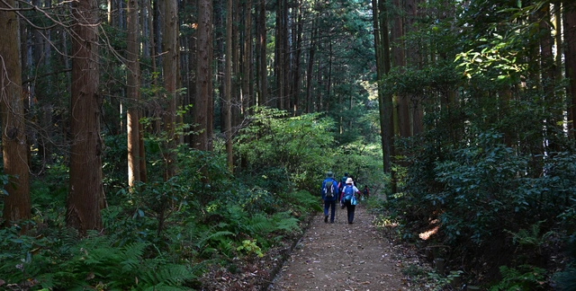 미야기올레 다가조 코스의 삼나무 숲길 구간. 기차역에서 시작하는 코스는 주택가 골목부터 숲길과 호반길, 유적지까지 다채로운 길을 걷는다.