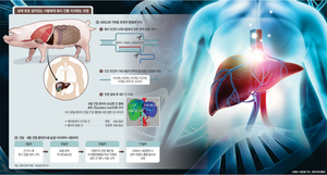 ‘DNA 가위’로 만든 돼지 간, 38일 기능… ‘장기이식 혁명’ 실마리 찾아[Science]