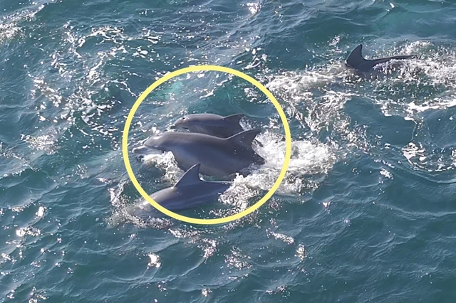 춘삼이와 새끼 남방큰돌고래. 다큐제주, 제주대학교 고래·해양생물보전연구센터 제공·연합뉴스