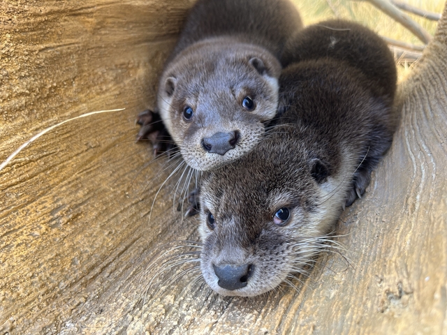 충주아쿠아리움에서 쉬고 있는 수달. 충주시청 제공