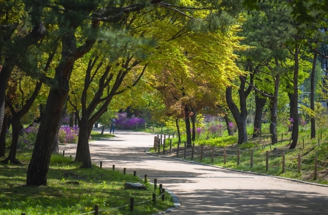 유한킴벌리가 조성한 창경궁 궁궐숲 모습. 유한킴벌리 제공