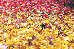 가을 머금은 ‘낙엽 카펫’… 눈 소식 기다린다[포토 에세이]