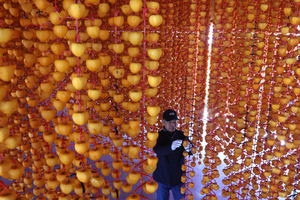 주렁주렁 산청 곶감