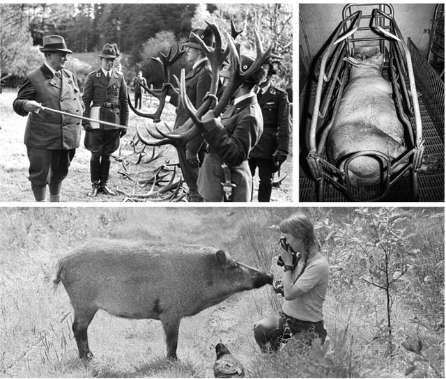 한때 폴란드 숲을 지배했던 사냥광 괴링의 모습(왼쪽부터 시계방향)과 공장식 농장의 어미 돼지, 동물학자 시모나 코사크의 모습. 가지출판사 제공