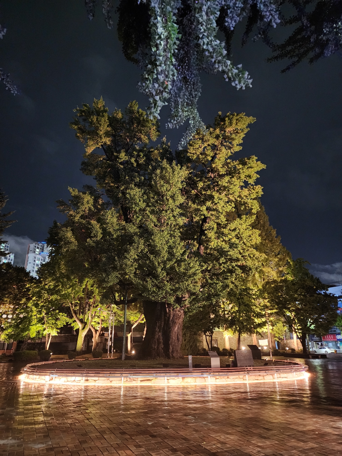 '밤에도 아름다운 중앙공원' 청주시, 야간경관 사업 완료 - 뉴스 썸네일 이미지