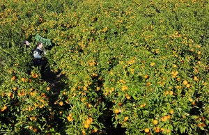 상큼한 제주의 겨울