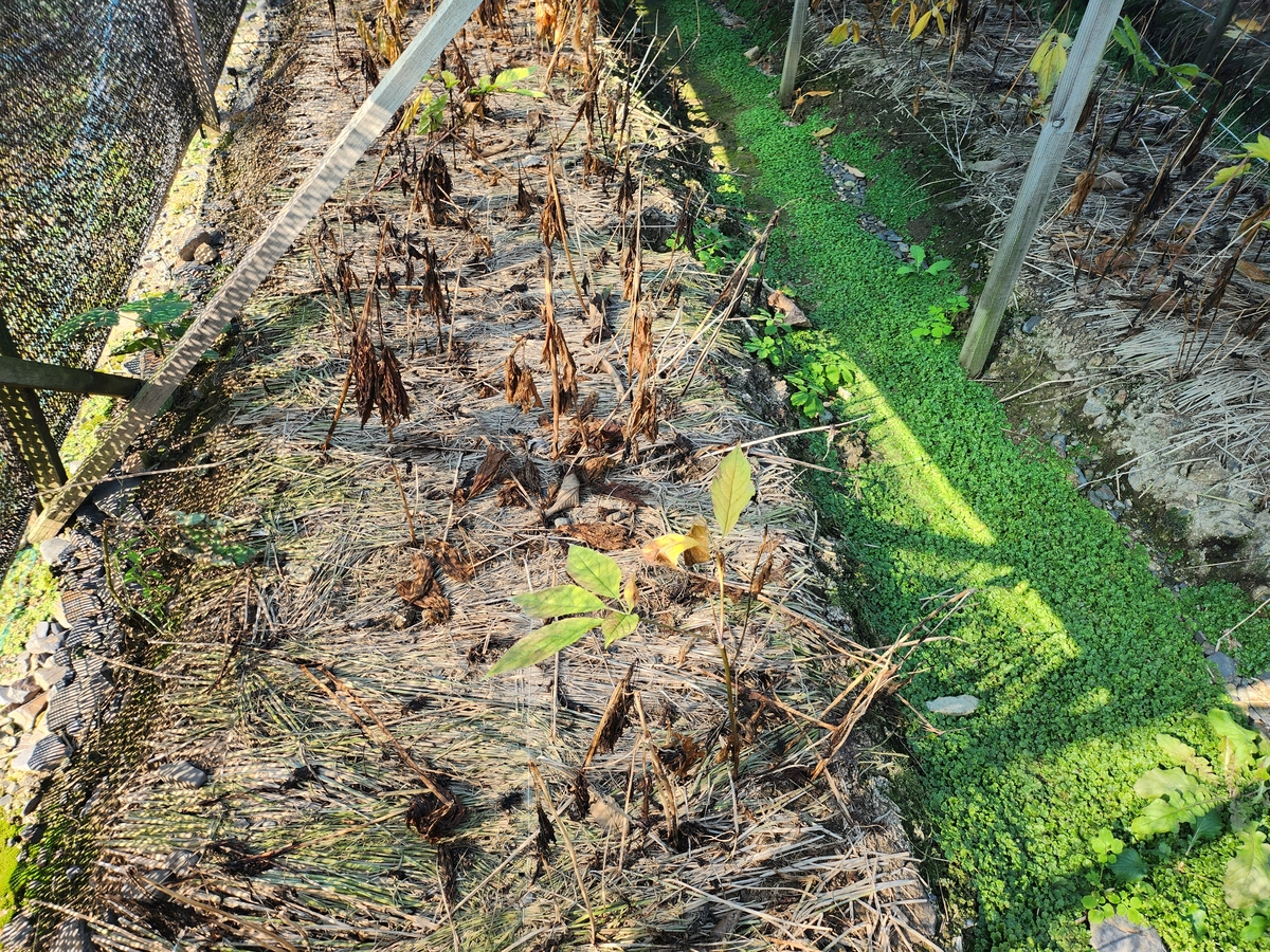 청주시, 농업재해 재난지원금 5억8000만원 지급 - 뉴스 썸네일 이미지