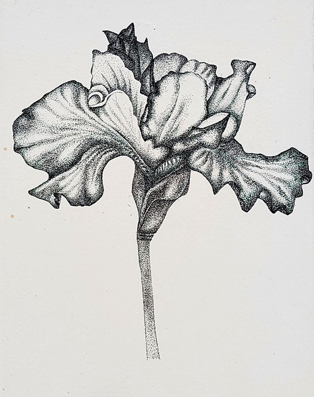 이경옥 ‘블랙 아이리스’, 20×30㎝, 수제 한지에 잉크펜,  2025.