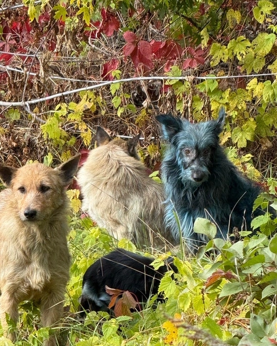 체르노빌 유기견 보호단체 ‘클린 퓨처스 펀드’가 인스타그램에서 공개한 푸른 들개의 모습. 사진 인스타그램 캡처