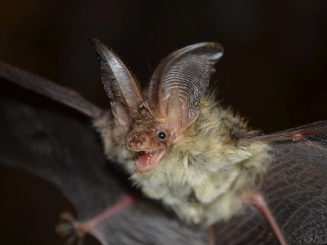 경북 울진군 왕피천 유역 생태·경관보전지역에서 확인된 ‘토끼박쥐’. 대구지방환경청 제공