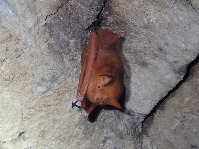 경북 울진군 왕피천 유역 생태·경관보전지역에 서 확인된 ‘붉은박쥐’. 대구지방환경청 제공