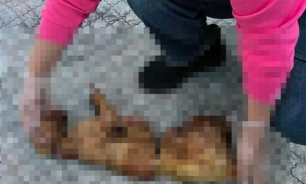 부산 강서구에서 불에 탄 채 토막 난 상태로 발견된 고양이 사체. 부산동물사랑길고양이보호연대 제공