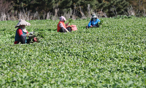 제주 유채나물 수확