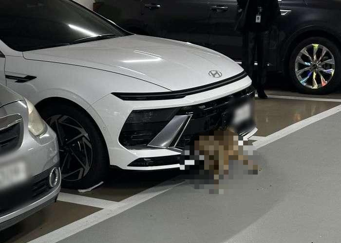 범퍼에 고라니 끼운 상태로 지하주차장까지 “이걸 어떻게 모를 수가…”