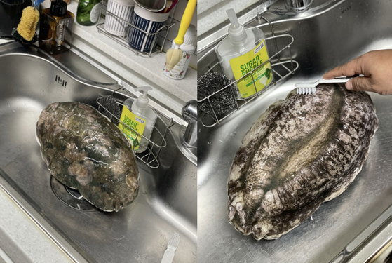 전남 완도군이 고향사랑기부제 답례품으로 제공한 ‘전복 쿠션’. 사진 고향사랑e음 홈페이지 캡처