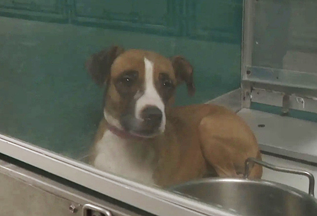 사고 현장에서 구조된 반려견. 뉴욕포스트