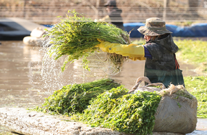 향긋한 겨울 미나리