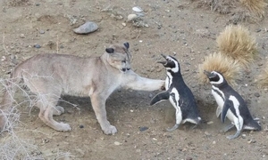 100년 만에 복원된 퓨마, 그런데 뭔가 다르다? 왜?