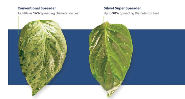 최근 농업인구가 고령화되자 농사 편의성을 높이기 위해 농업용 실리콘인 전착제가 보급된 가운데 KCC실리콘이 제품군을 다양하게 선보이고 있다. 사진 왼쪽은 농약을 재래식으로 뿌렸을 때 잎 표면에 16%가량 남아있는 모습이다. 반면 전착제 실웻(Silwet)을 사용해 농약을 뿌리면 최대 90%까지 넓게 퍼지고 흡수도 잘 되는 것으로 나타났다. 자료 : KCC실리콘 모멘티브 자체 실험 결과