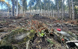 더불어 사는 숲… 베어내야 ‘같이’ 산다[도시풍경]