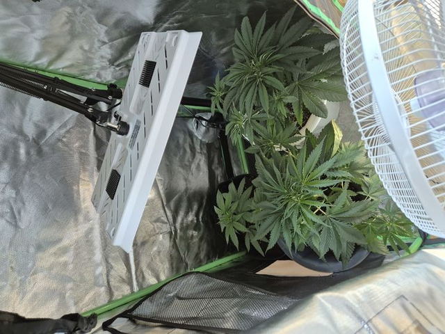 A 씨가 집에서 재배하다 적발된 대마초. 인천공항본부세관 제공