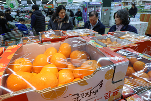 감귤 가격 20% 올라