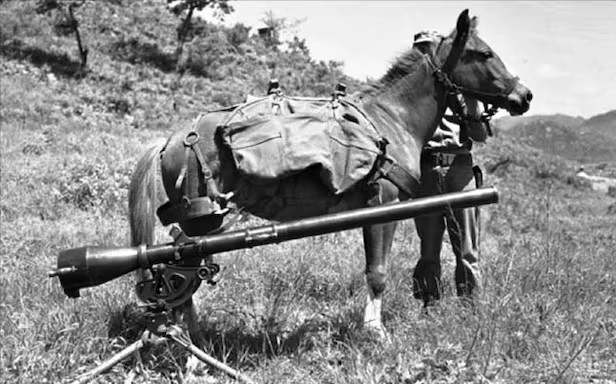 6·25전쟁에서 맹활약한 미 해병 소속 군마 레클리스. 미 해병대홈페이지 캡처