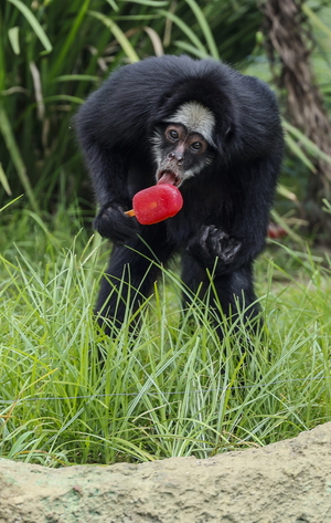 아이스크림 먹는 원숭이