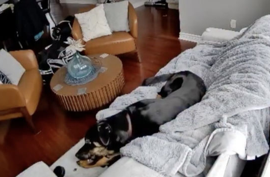 캐나다 오타와 교외의 한 주택에서 반려견이 배터리가 장착된 가열식 스키 장갑을 씹고 있다. 캐나다 오타와 소방당국 공식 페이스북 갈무리