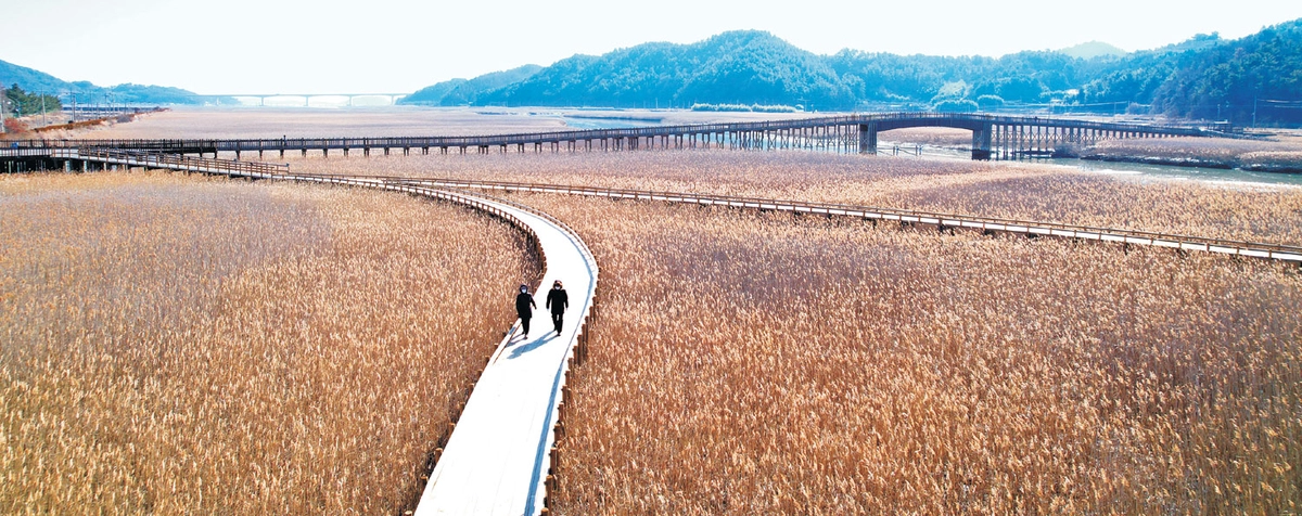 중도방죽 주변의 광활한 습지와 갈대밭. 오후 나절에 해가 비껴들 무렵의 경관이 가장 좋다.