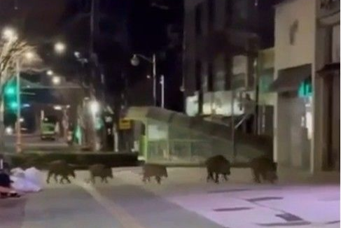 돼지가 상가지역을 활보하는 모습. 뉴시스