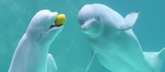 벨루가. 연합뉴스