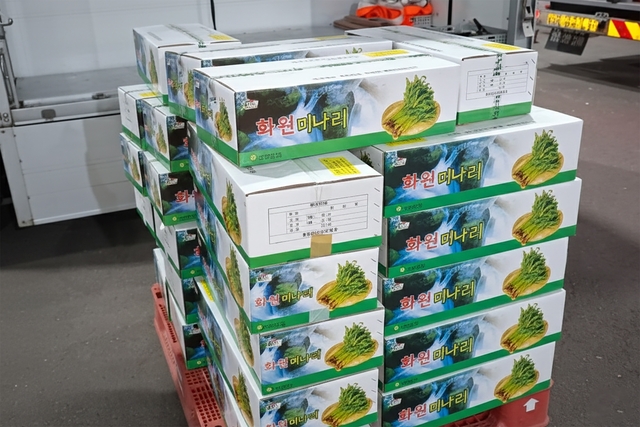 서울 가락농수산물종합도매시장에 출하된 대구 달성군 화원미나리. 달성군청 제공