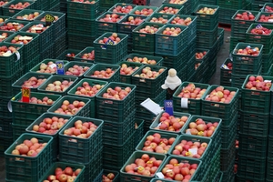 ‘金사과’ 가격 20% 급등