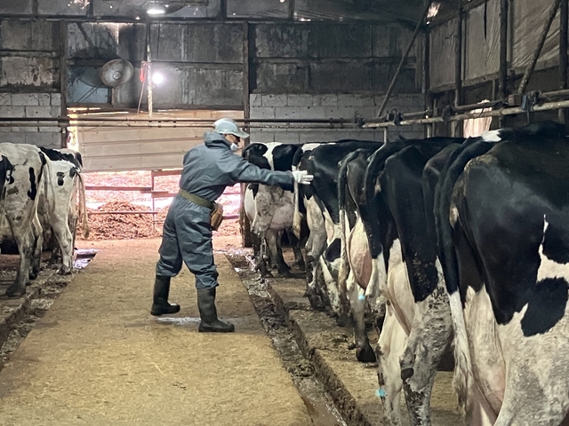 산업동물 공수의사가 소 결핵병 공동검진을 하고 있다. 경기도 제공