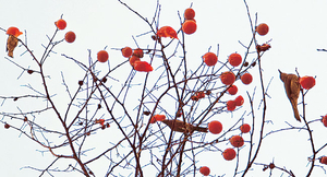 난도질 당한 까치밥… 누구 짓일까?[포토 에세이]