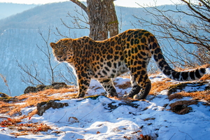 연해주 산지의 아무르표범