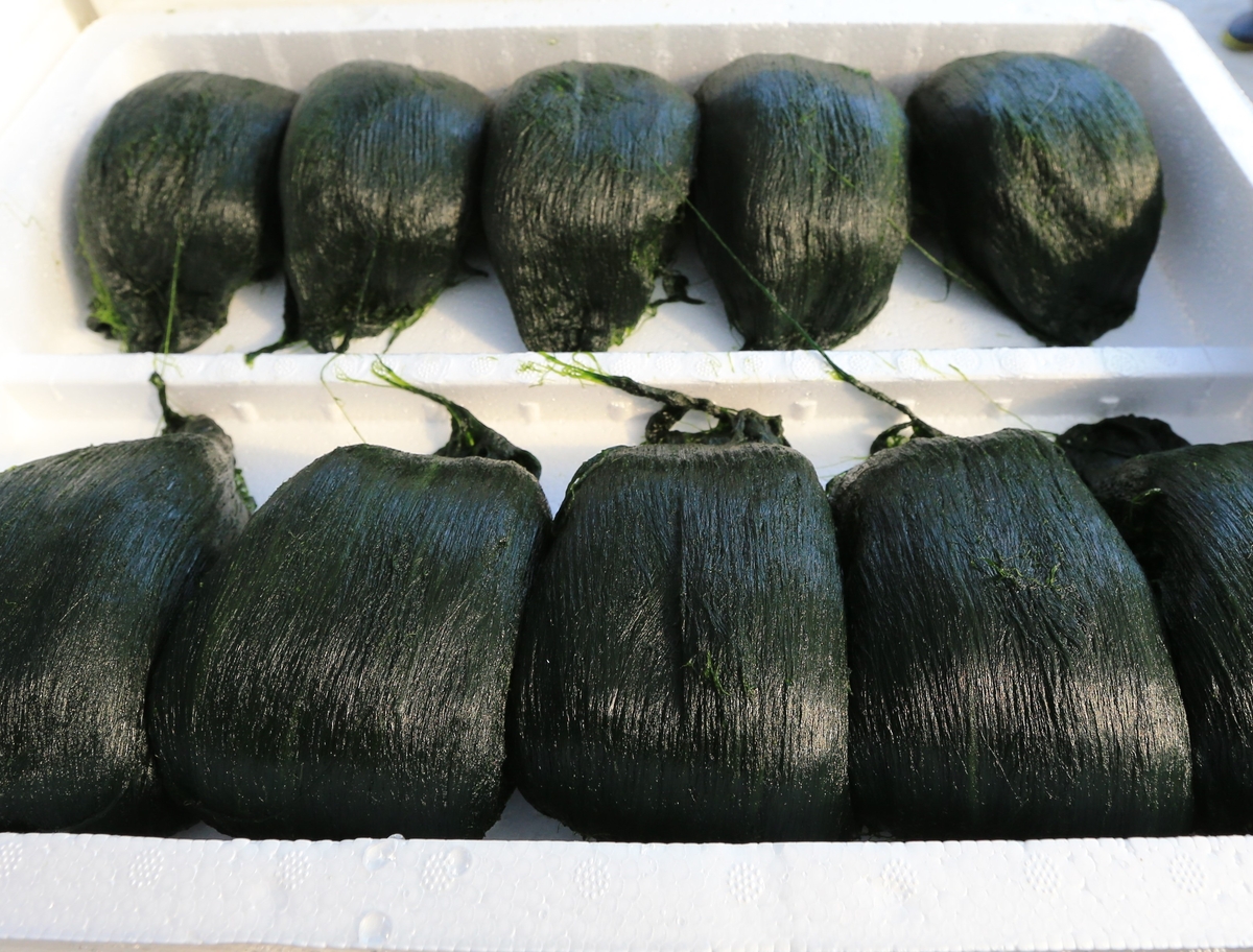 "전남 완도에서 겨울 별미로 미식 여행 즐기세요" - 뉴스 썸네일 이미지