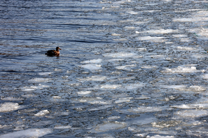 얼음도 오리도 ‘둥둥’