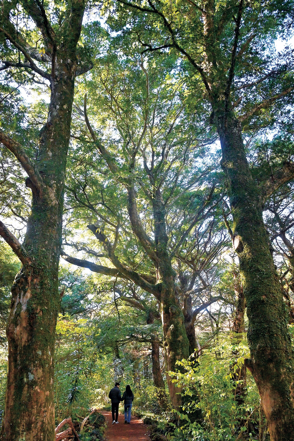 하늘을 찌를 듯한 거대한 비자나무들이 늘어선 평대리 비자나무숲. 한겨울의 늘 푸른 비자나무숲은 어쩐지 비현실적인 느낌이다.