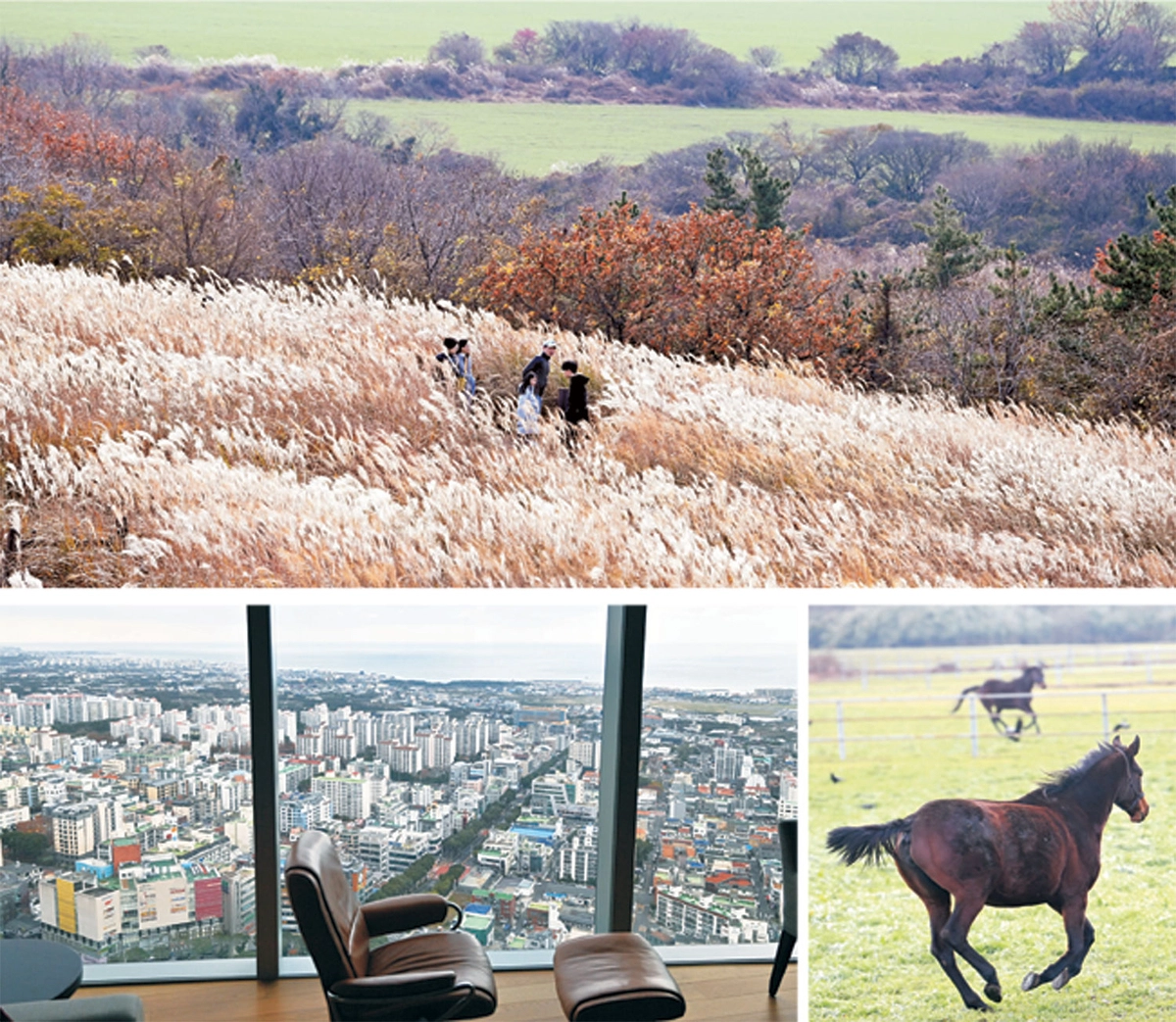 위 사진은 산굼부리 정상 서쪽 능선에 가득 피어난 억새. 제주에서는 물결치는 억새를 늦게까지 볼 수 있다. 아래 왼쪽 사진은 드림타워 복합리조트 그랜드하얏트 제주 객실에서의 조망. 해안과 바다가 마치 지도처럼 내려다보인다. 오른쪽 작은 사진은 제주 중산간 목장의 푸른 초지 위를 말이 뛰노는 모습.