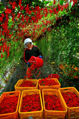 백두대간 서늘한 준고랭지… 오미자 재배지로 ‘최적’[지역을 살리는 사람들]