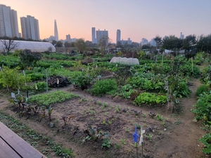 송파구, 친환경 주말농장 경작자 모집