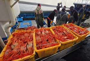 “홍게 만선이네”