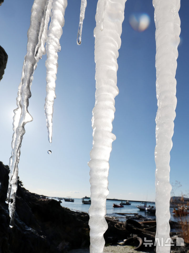 한파가 절정에 달했던 지난달 22일 부산 남구 백운포 갯바위에 매달려 있는 고드름. 뉴시스.