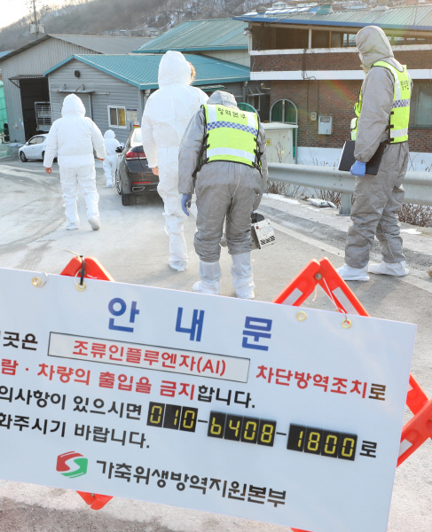 세종시 고병원성 조류인플루엔자 발생, 방역당국 살처분 현장